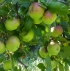 Apfelsaft Apfelsaft