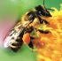 Bienen