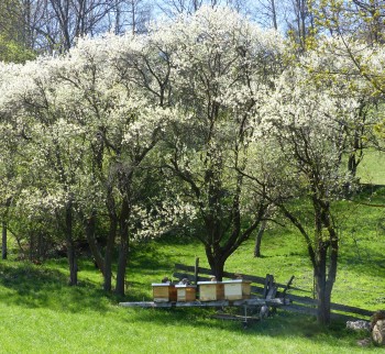 Bienenstöcke beim Stampfbauern in Puchberg
