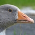 Gänse Gänse