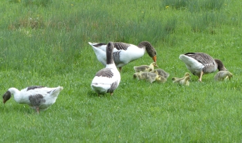 sterreichische Landgans-Familie beim Stampfbauer in Puchberg