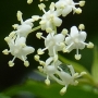 Hollersirup Hollersirup