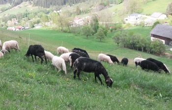 Krainer Steinschafe in Puchberg
